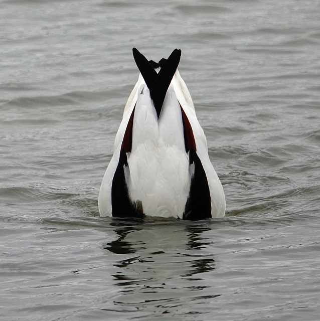 Shelduck