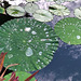 Waterlily leaves
