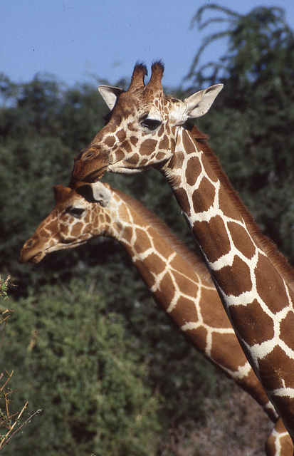 Reticulated Giraffes