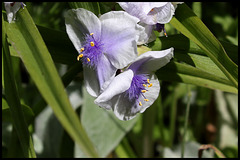 Tradescantia (1)