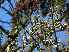 20170403 0022CPw [D~LIP] Baumblüte, Bad Salzuflen