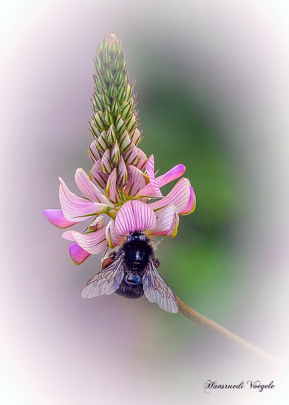Hummel