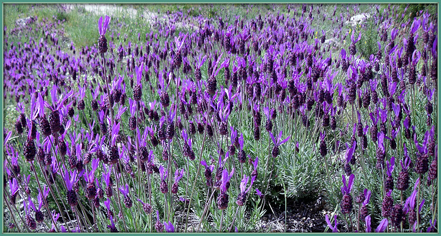 Wild Spanish lavender (this one's for Pam too)