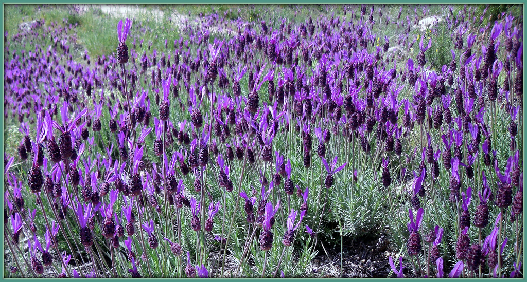 Wild Spanish lavender (this one's for Pam too)