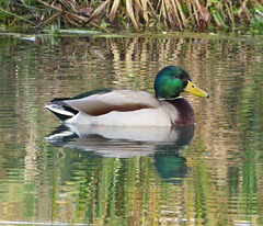 Mr Mallard.