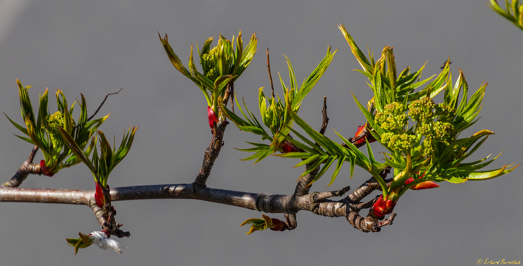 Baum vorm Fenster: der Frühling zeigt Wirkung (PiP)