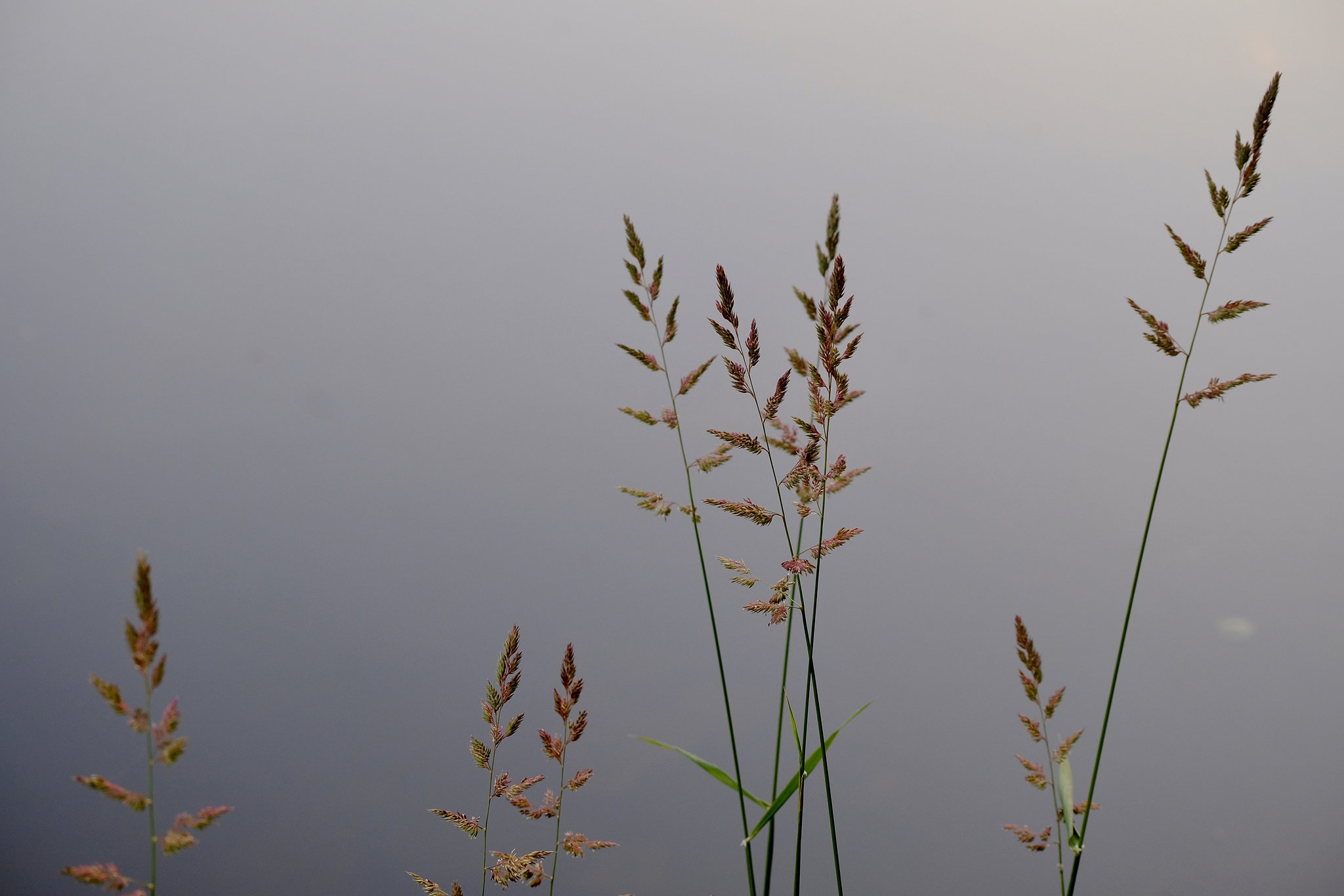 Gräser am Wasser