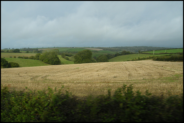 stubble field