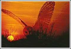 Owl sunset