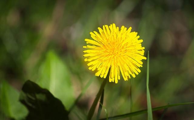 Die kleinen Sonnen der Wiesen laß ich heute mal leuchten :))  I'll let the little suns of the meadows shine today :))  Je laisse briller les petits soleils des prés aujourd'hui :))