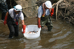 Transport des poissons