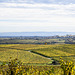 Herbst an der Weinstraße