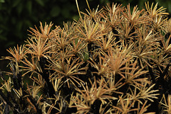 Borya Constricta Churchill - Do look at this as large as you can.