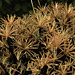 Borya Constricta Churchill - Do look at this as large as you can.