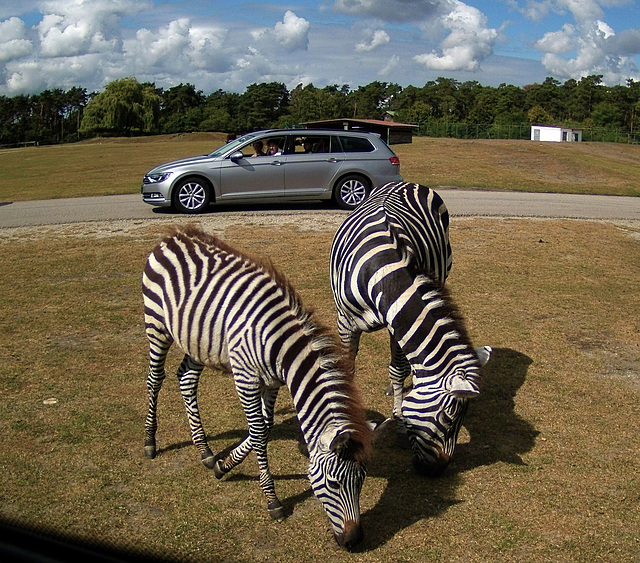 Zebras am Weg der Autosafari im Park