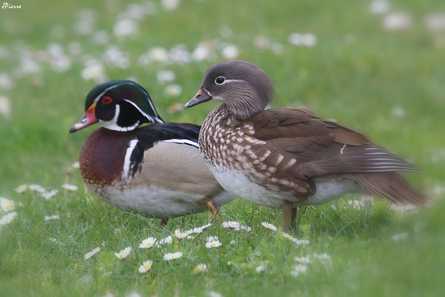 Couple Carolin (canard) ou branchu