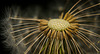 Auf das Zentrum der Pusteblume mal geschaut :)) I took a look at the center of the dandelion :)) J'ai regardé le centre du pissenlit :))