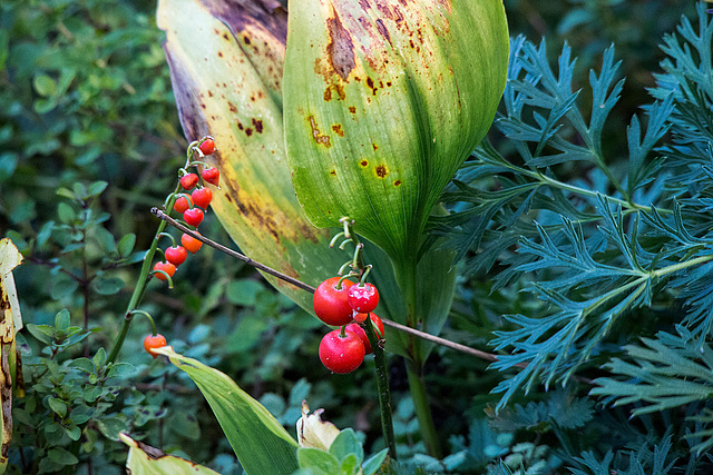 20150910 8807VRTw [D~LIP] Maiglöckchen (Convallaria majalis), Bad Salzuflen