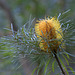 Banksia spinulosa