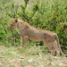 Tarangire, The Lioness Listens to the Forest