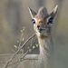 Dik dik