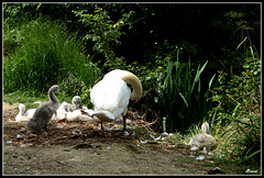 En famille