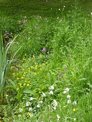 Wild Flowers by the pond