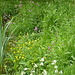 Wild Flowers by the pond