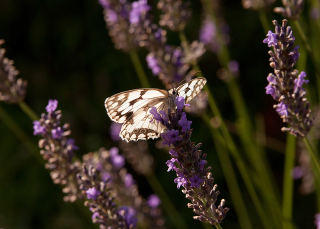 Butterfly on Lavender