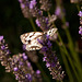 Butterfly on Lavender