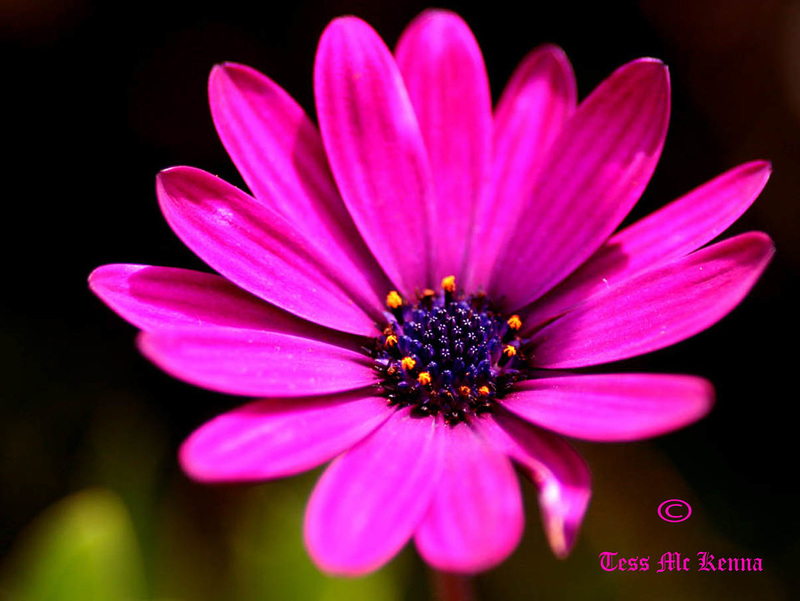 African Daisy 163 copy