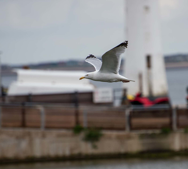 Gull in flight (3)
