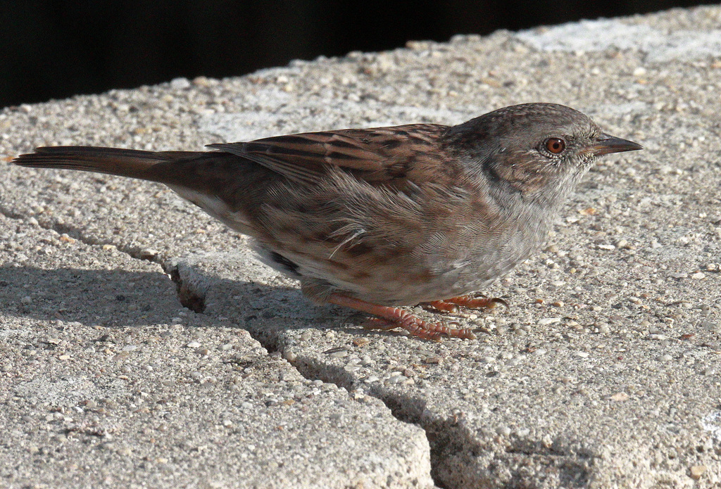 EOS 90D Peter Harriman 09 01 55 41534 adultDunnock dpp