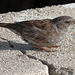 EOS 90D Peter Harriman 09 01 55 41534 adultDunnock dpp