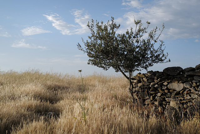 Penedos, Thirsty Land Poetry