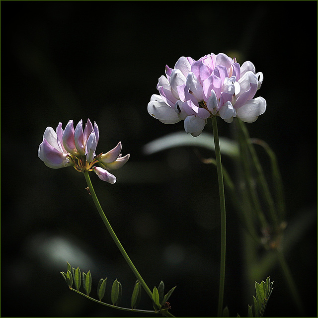 Coronille bigarrée