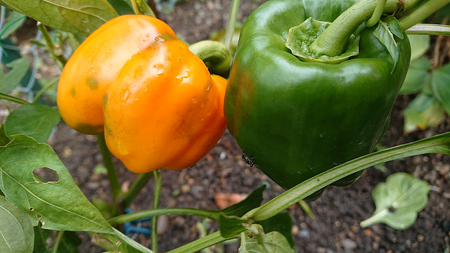 Gelber Paprika im Herbst -und die marmorierte Baumwanze Halyomorpha halys (PIP)