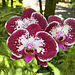 Orchid 5912