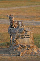 Can you tell me where to find Zebra Plain?