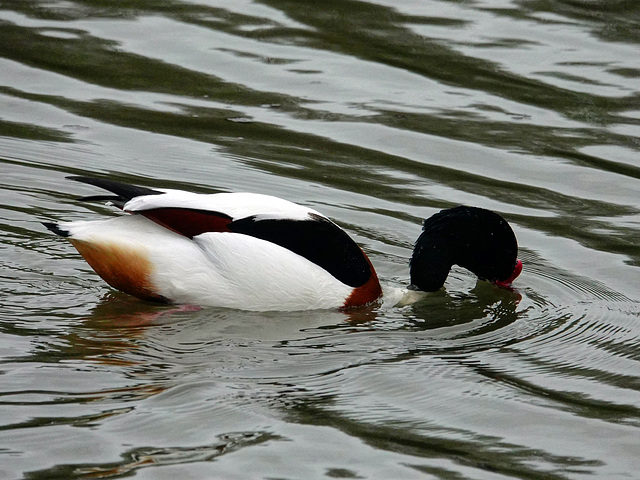 Shelduck