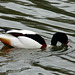 Shelduck