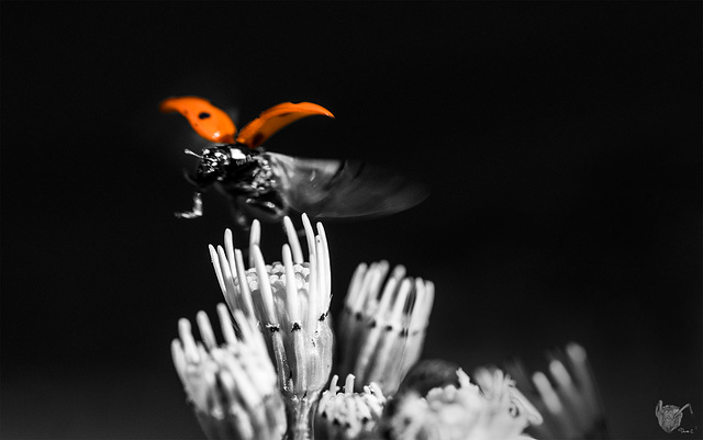 Ladybird