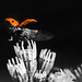 Ladybird