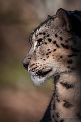Snow Leopard