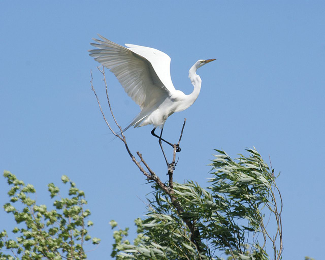 grande aigrette