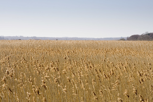 Sea of Reeds