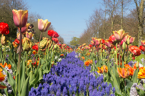 Keukenhof DSC09206