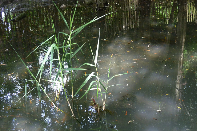 Roseaux dans une mare