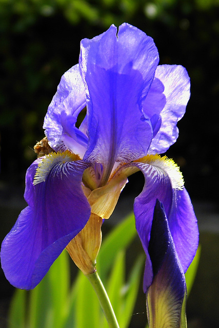 Iris