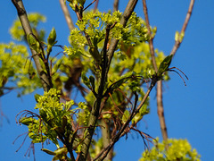 20170403 0024CPw [D~LIP] Baumblüte, Bad Salzuflen